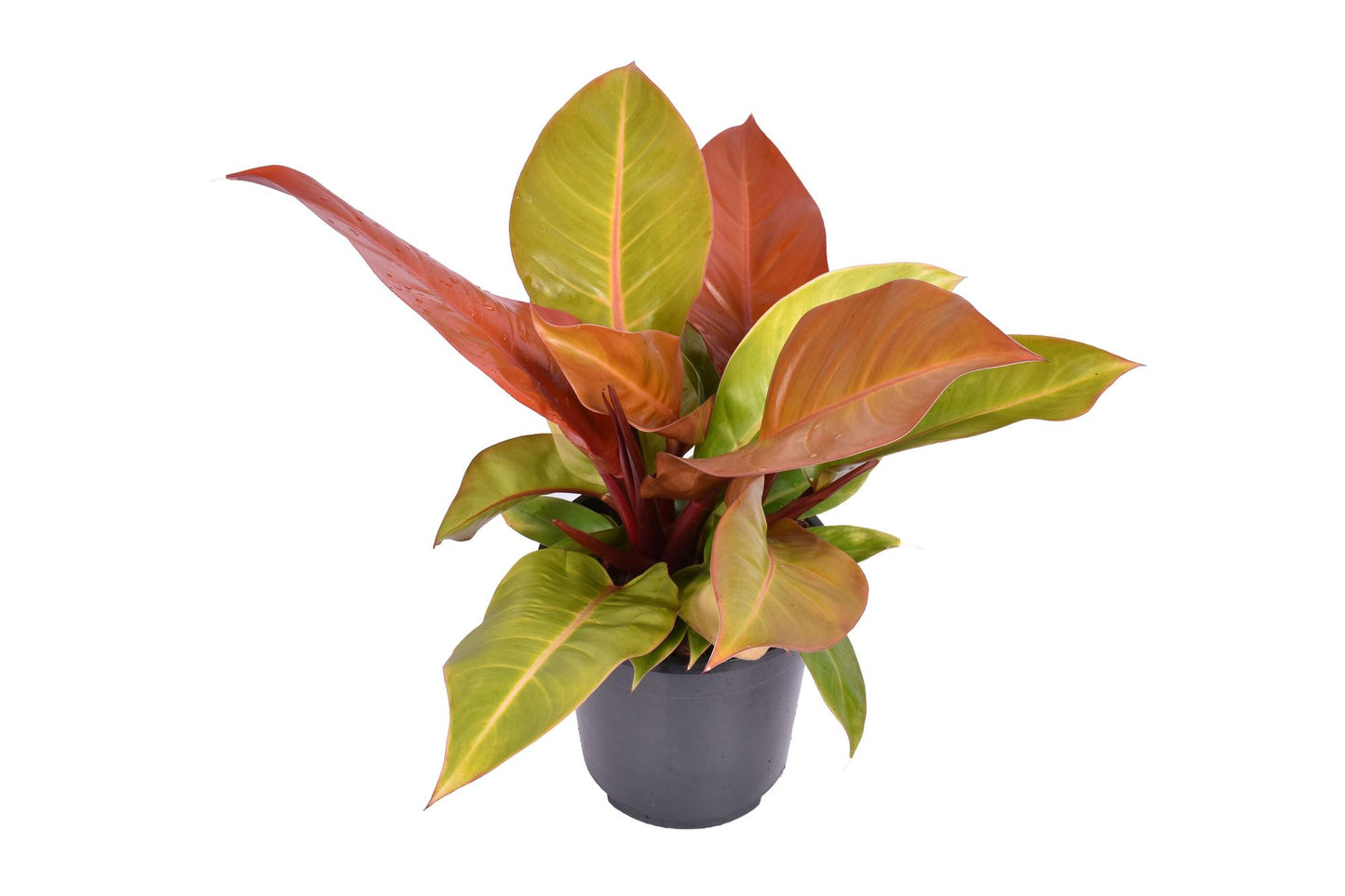 Philodendron Prince Of Orange - Ø19cm - ↕60cm