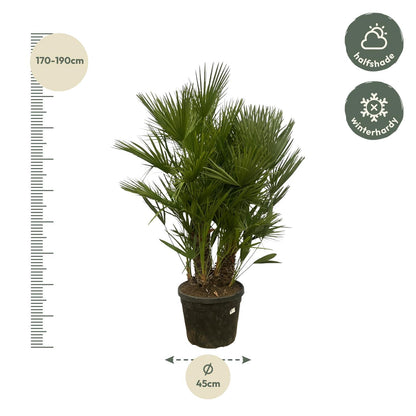 Chamaerops Humilis multi stam - 160 - 180 cm - Ø45cm