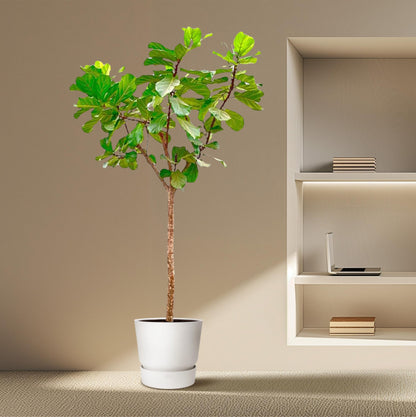 Ficus Lyrata boom XXXL - 270cm - ø45