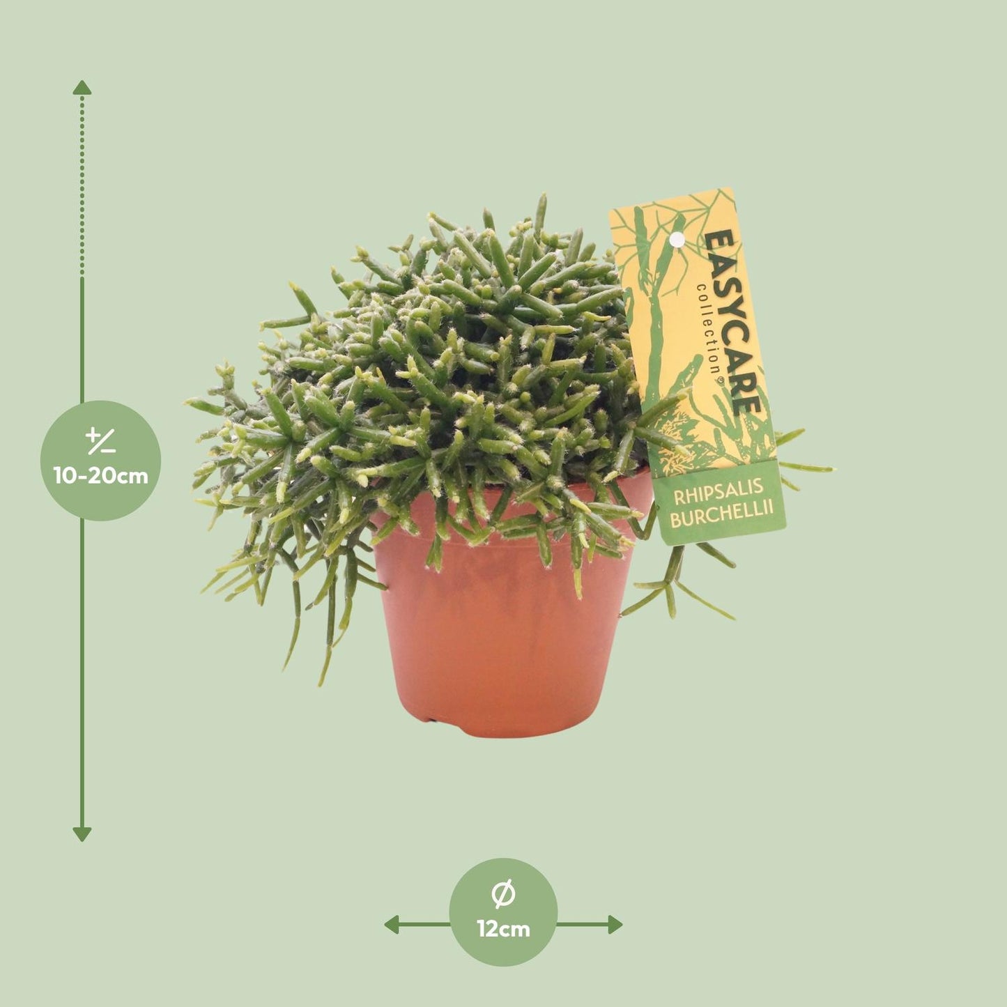 Rhipsalis Burchellii - Ø12 ↕20