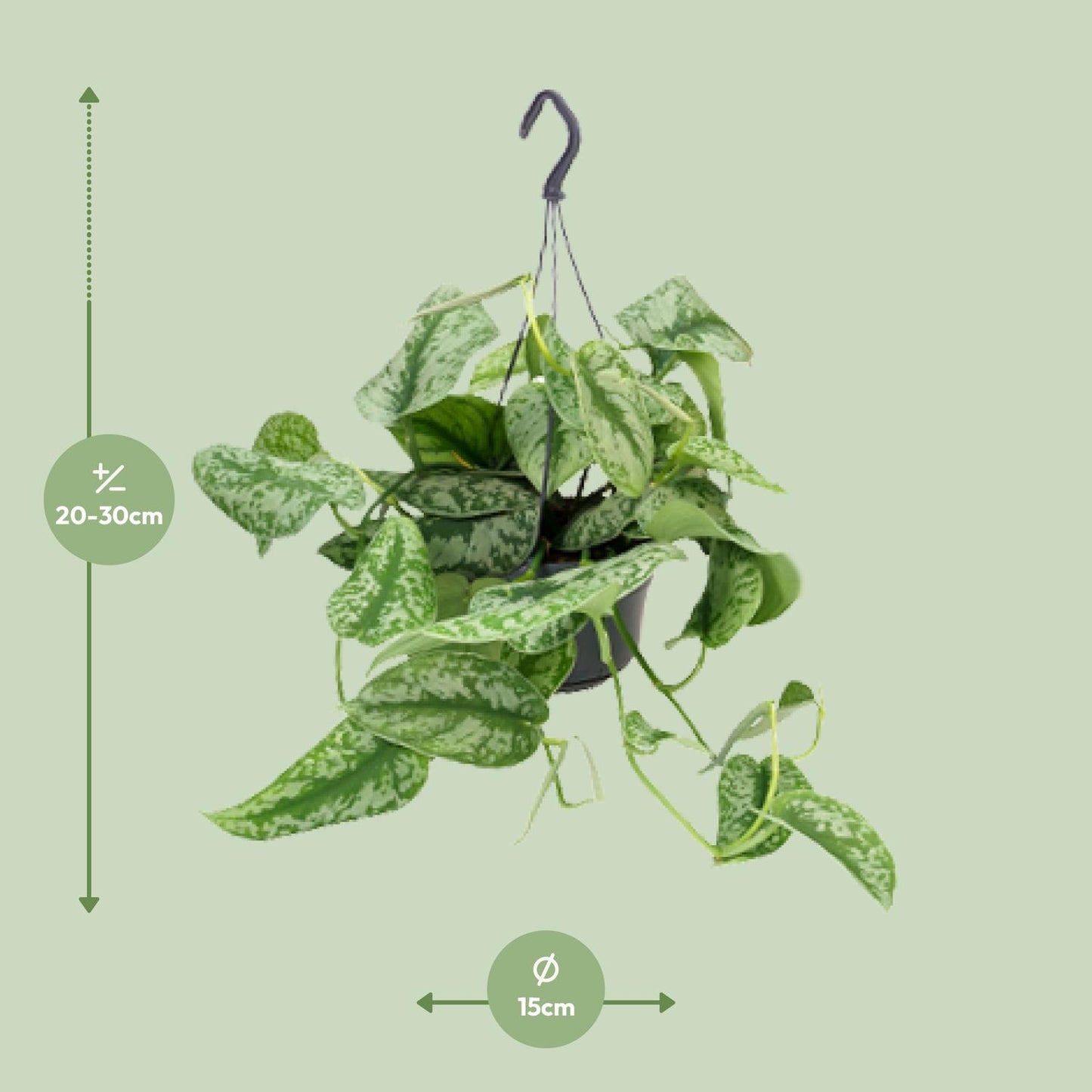 Scindapsus Pictus Trebie - Ø15cm - ↕25cm - Ø15cm - ↕25cm