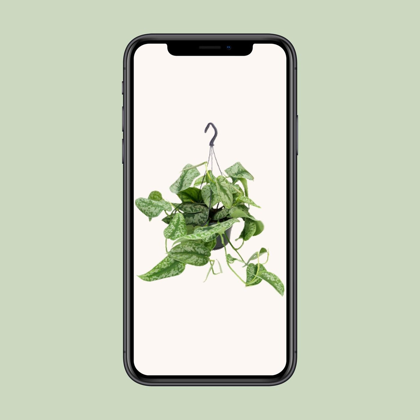 Scindapsus Pictus Trebie - Ø15cm - ↕25cm - Ø15cm - ↕25cm