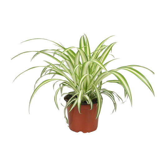 Chlorophytum - Ø12cm - ↕25cm