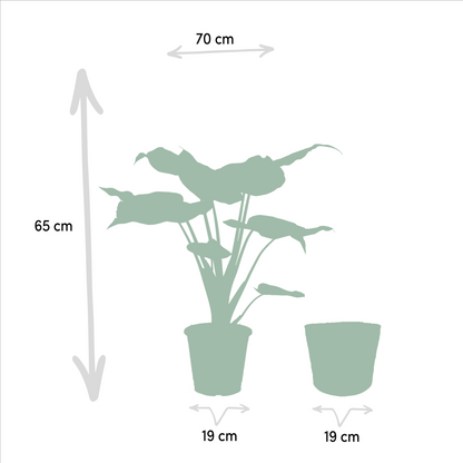 Alocasia Cucullata - Ø19cm - ↕60cm + Alocasia Wentii - Ø19cm - ↕60cm + Mand Selin