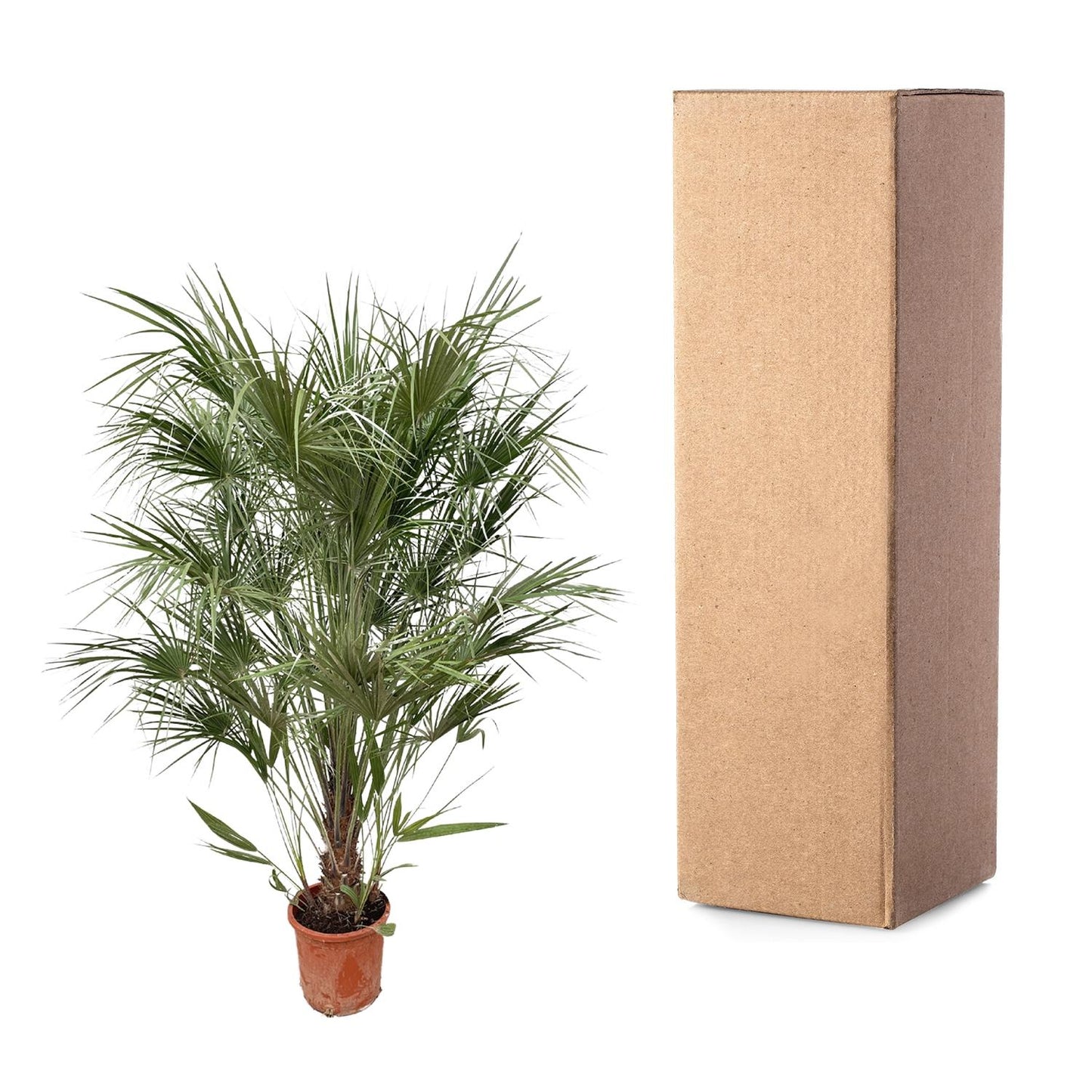 Chamaerops Humilis struik - 170cm- Ø30