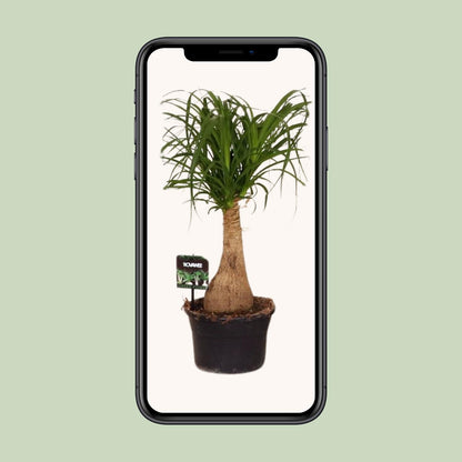 Beaucarnea Nolina - Ø19 ↕60