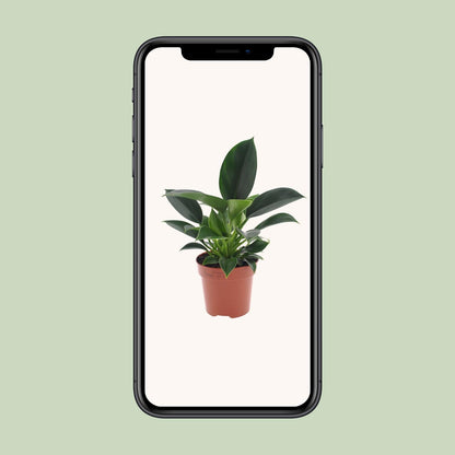 Philodendron Green Princess - Ø12cm - ↕25cm