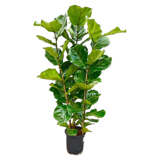 Ficus Lyrata struik - 155 cm - Ø27