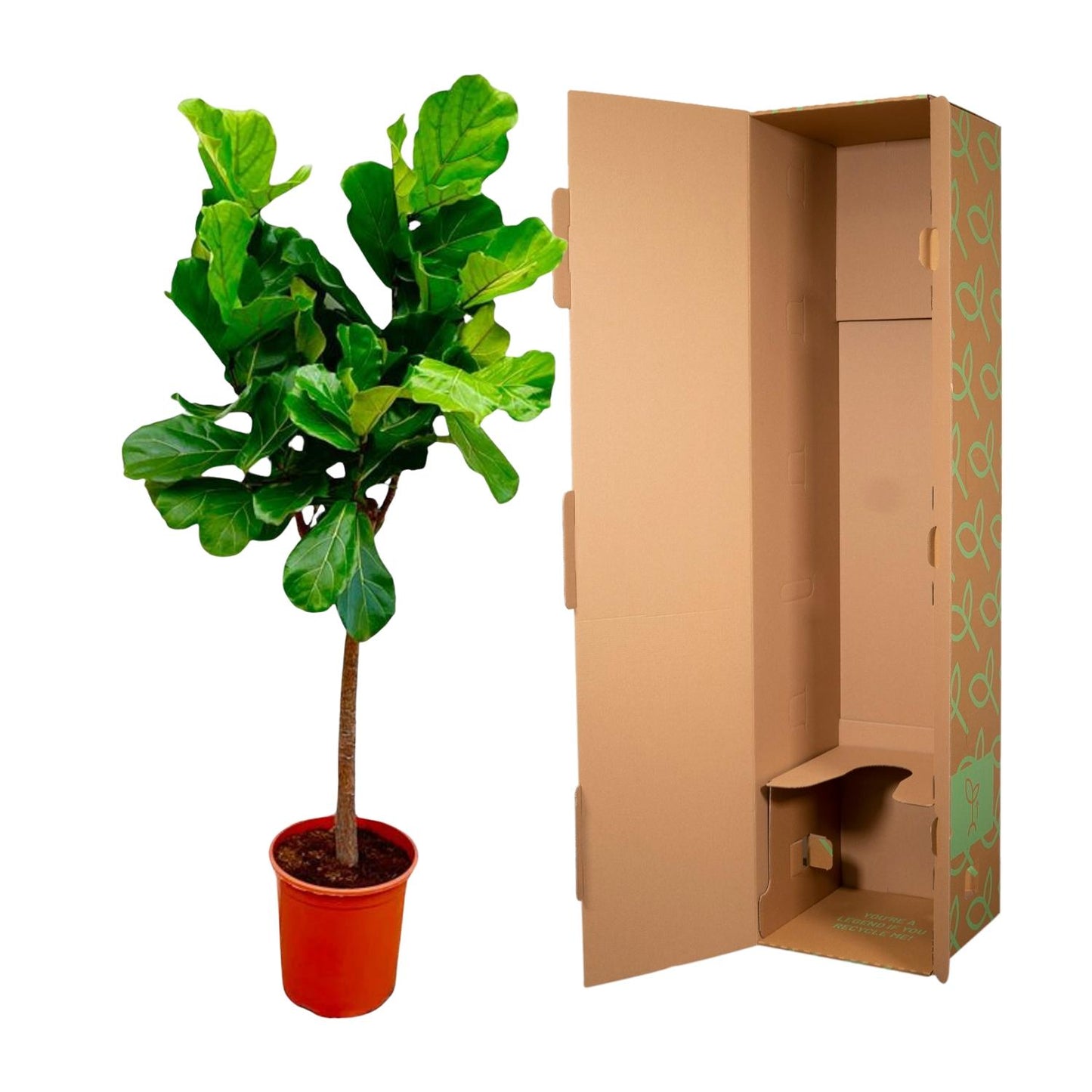 Ficus Lyrata boom - 150 cm - ø30