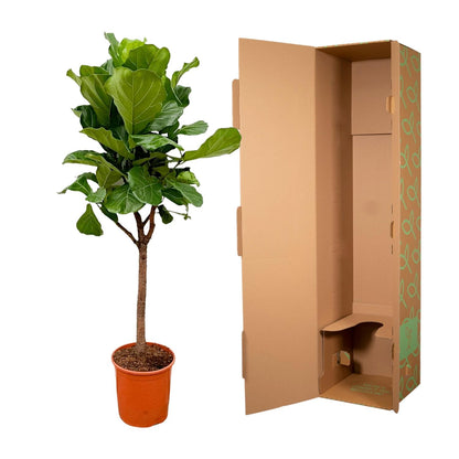Ficus Lyrata boom - 180cm - ⌀30