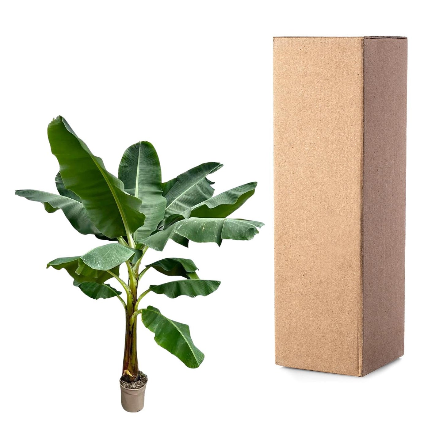 Bananenplant (Musa) - 250 cm - ø30