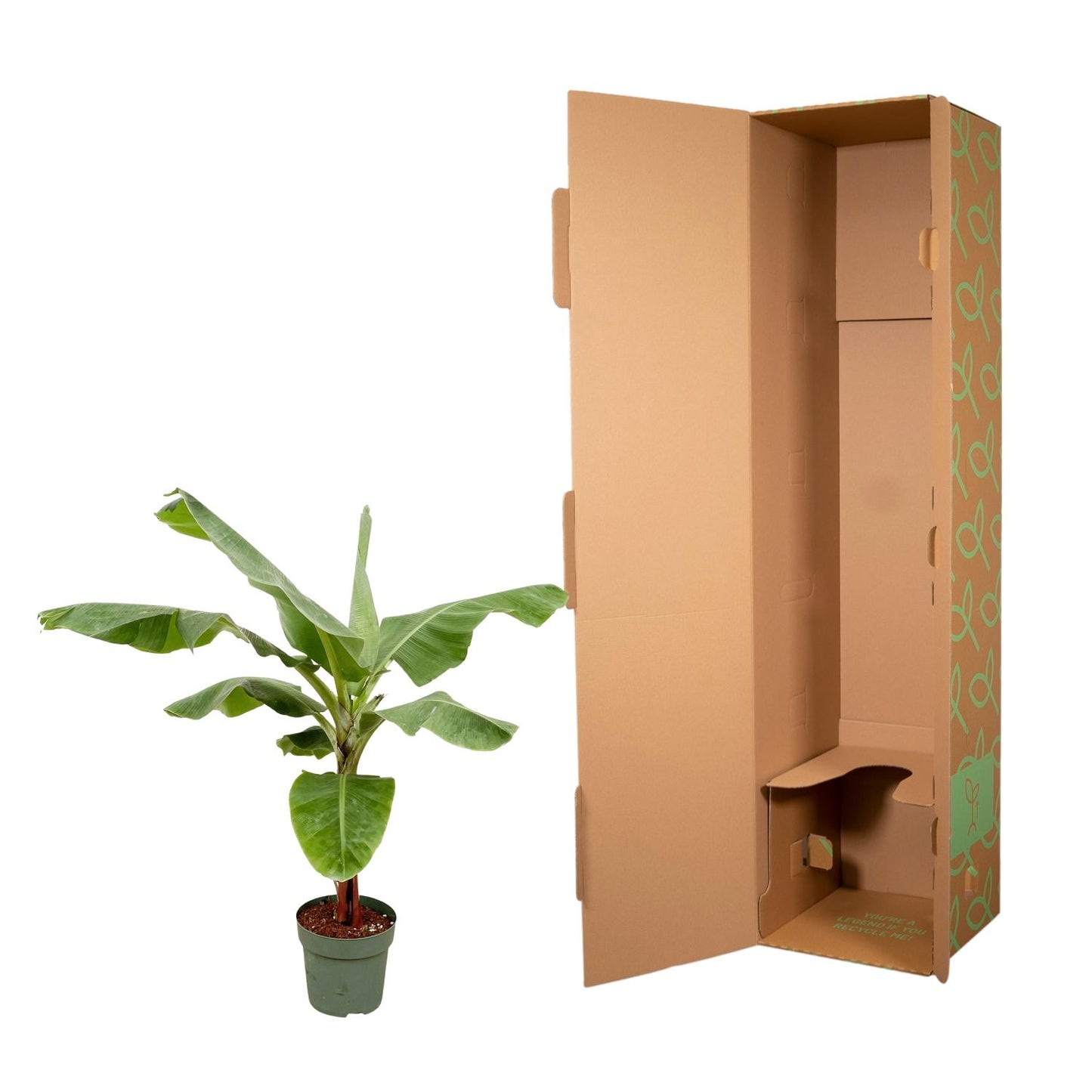 Bananenplant (Musa) - 180cm - Ø30-35