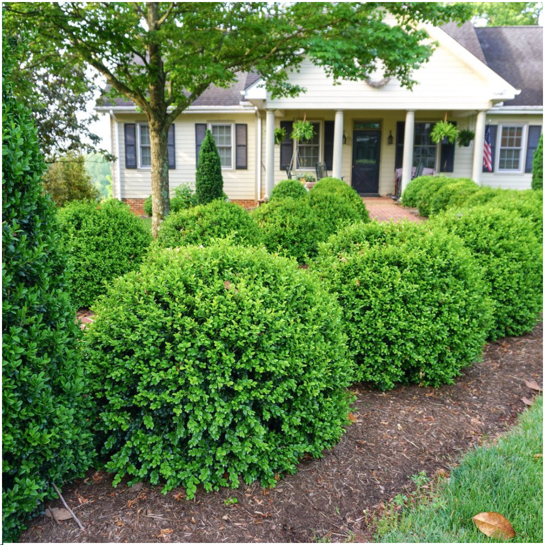 4 x 6-Pack Buxus NewGen Freedom – Winterharde Groenblijvende Struiken 24 x Ø7 cm - ↕15 cm | Compacte Buxus