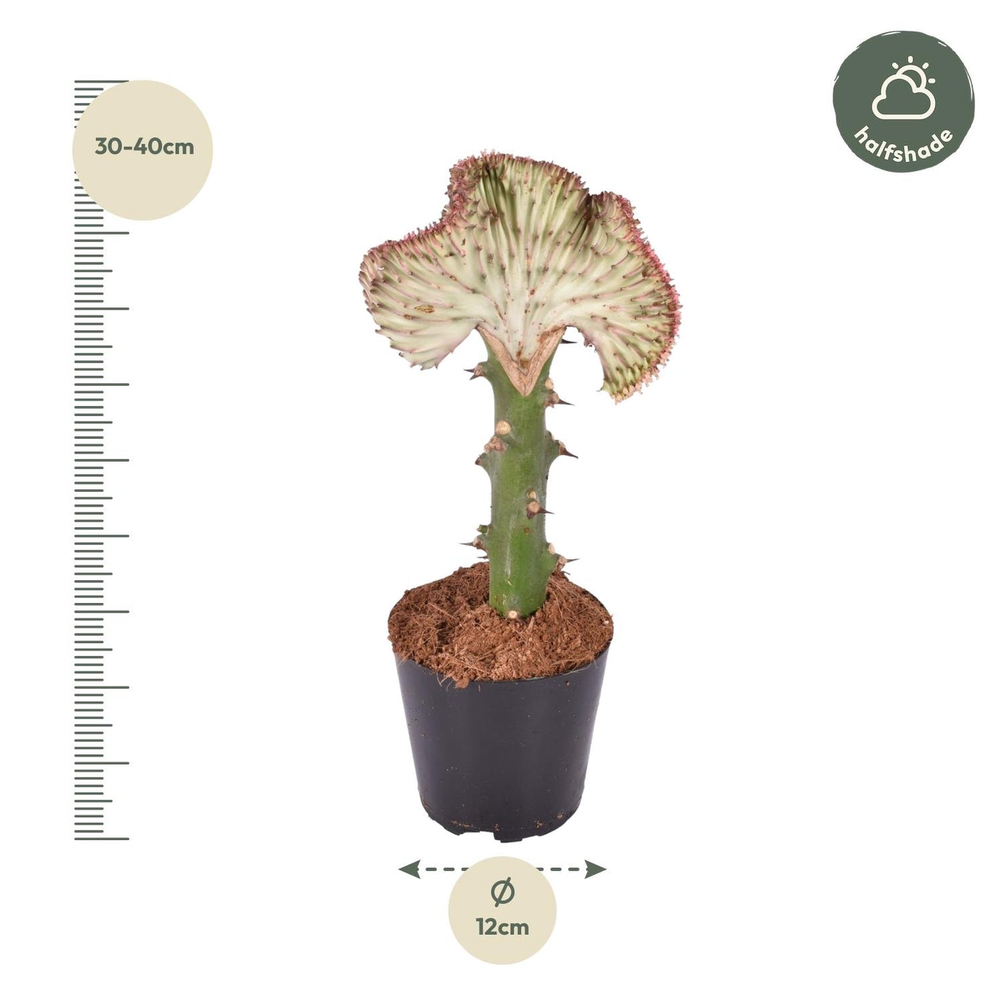 Euphorbia lactea Cristata rood - 35 cm - ø12