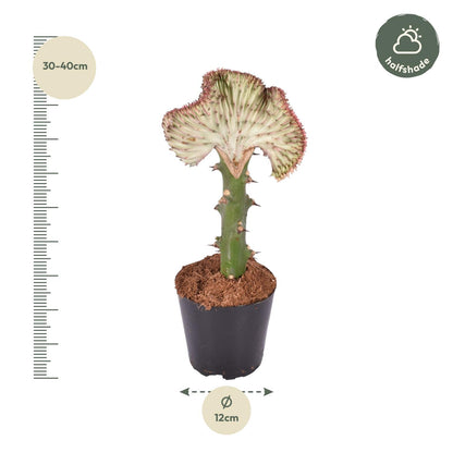 Euphorbia lactea Cristata rood - 35 cm - ø12