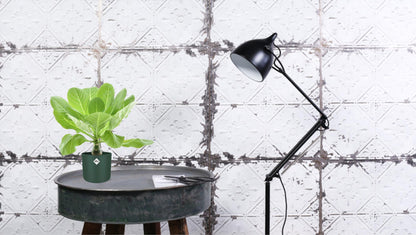 Brighamia Insignis 'Hawaii Palm' P12 - Ø12cm - ↕37cm