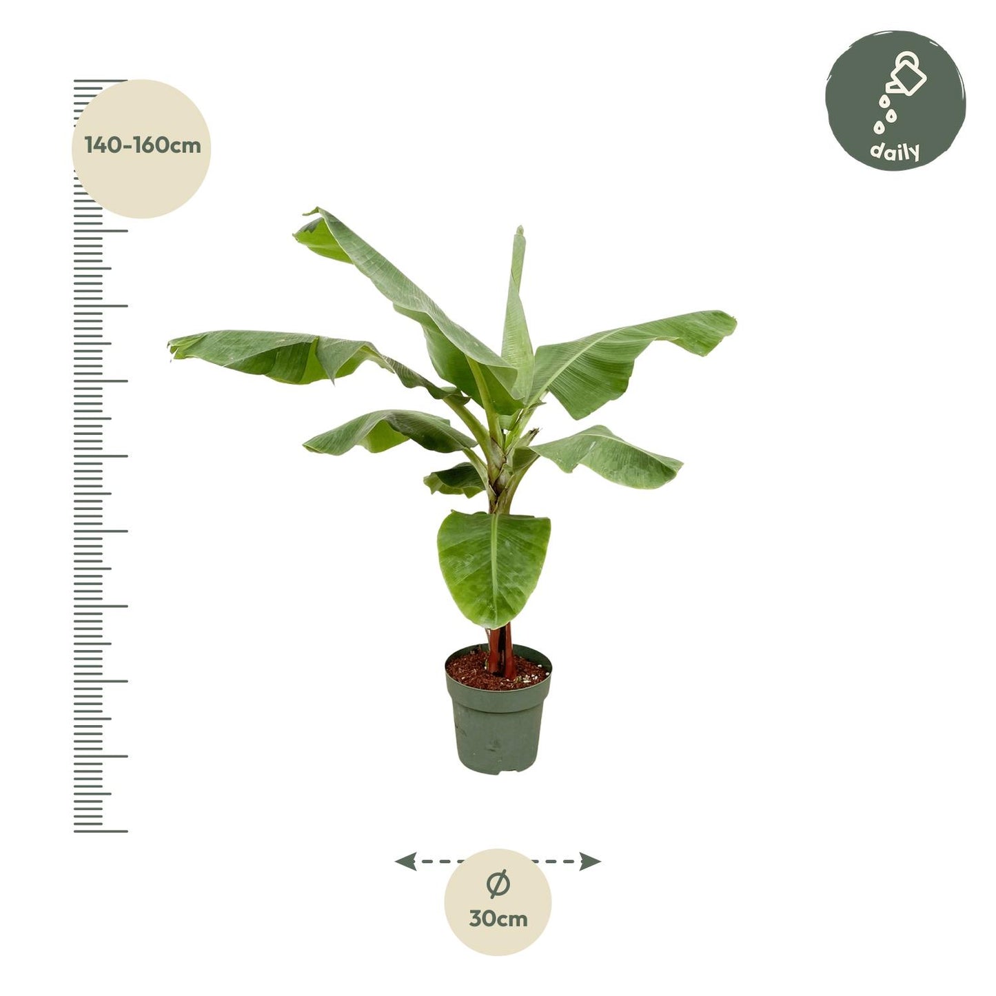 Bananenplant (Musa) - 180cm - Ø30-35
