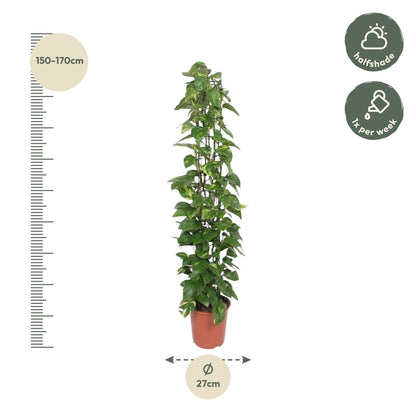 Epipremnum Aureum gaasrek - 160 cm - ø27