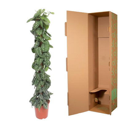Scindapsus Pictus Trebie mosstok - 160 cm - ø30