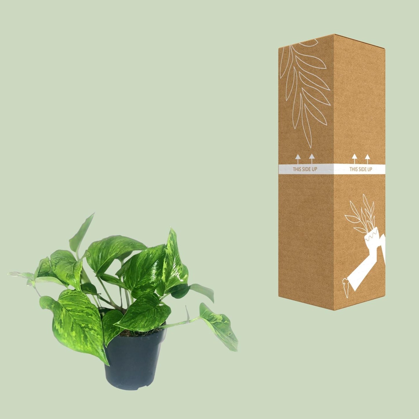 Scindapsus Pictus Trebie - Ø12cm - ↕20cm