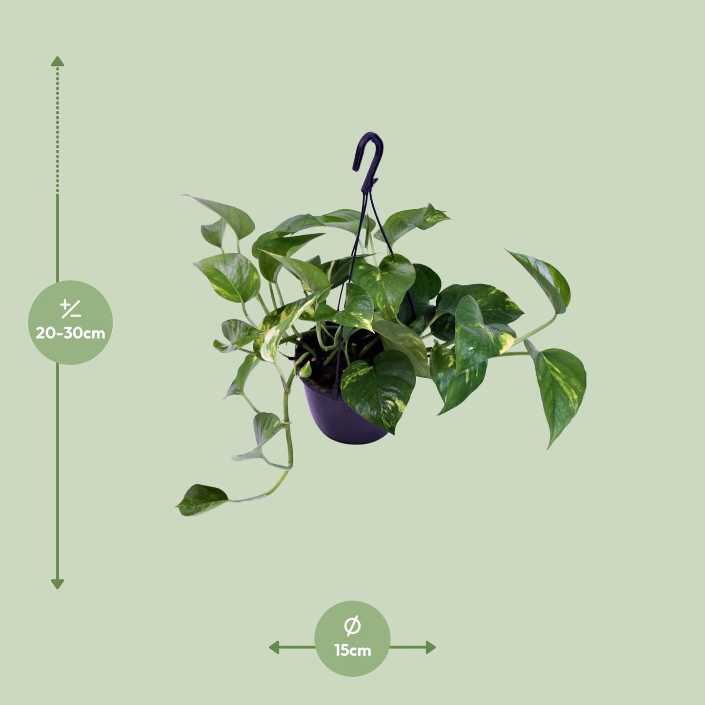 Epipremnum Aureum - Ø15cm - ↕30cm