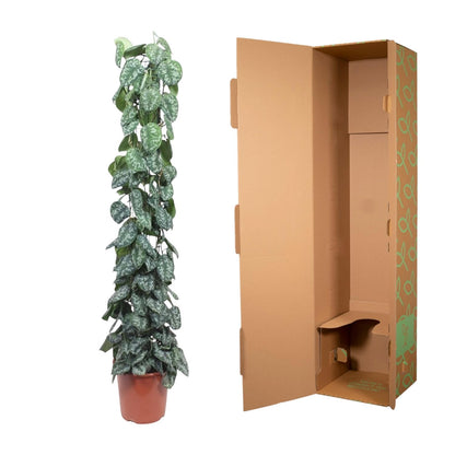 Scindapsus Pictus Trebie gaasrek - 160 cm - ø27