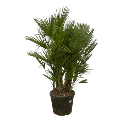 Chamaerops Humilis multi stam - 160 - 180 cm - Ø45cm