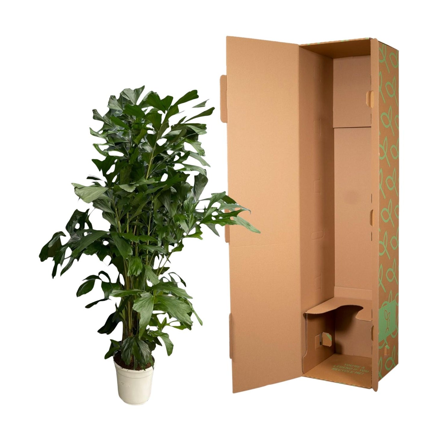 Caryota Mitis - 180 cm - Ø27