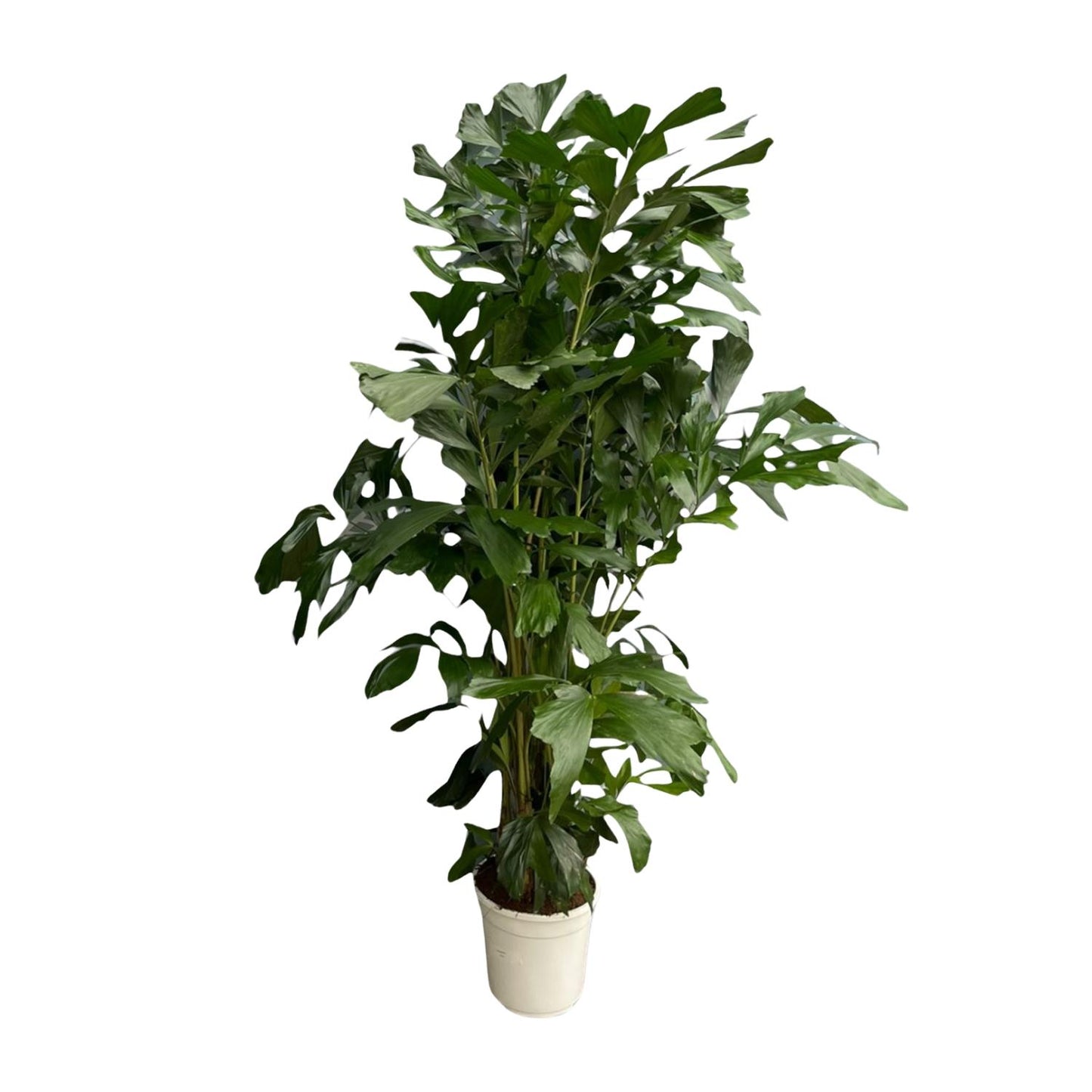 Caryota Mitis - 180 cm - Ø27