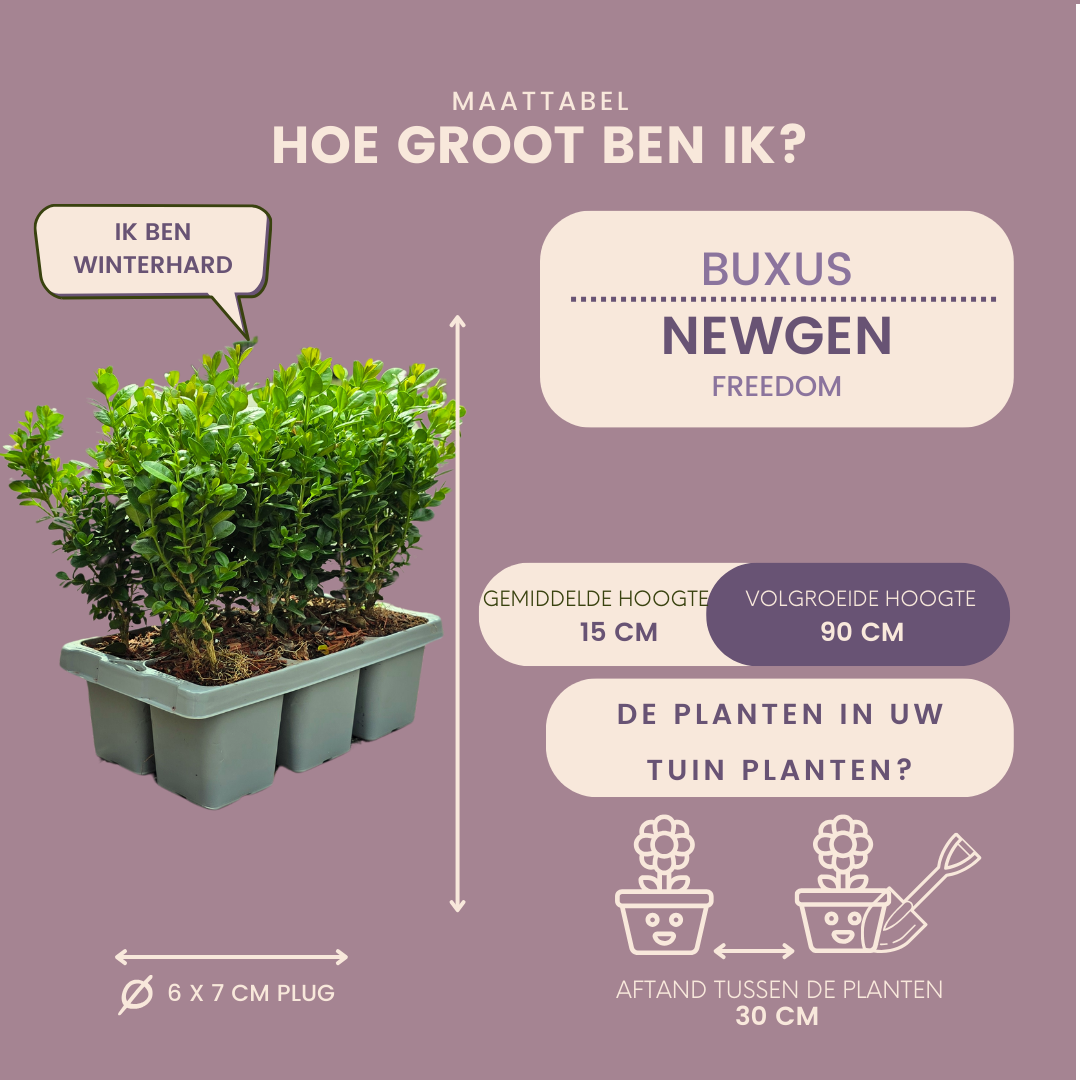 4 x 6-Pack Buxus NewGen Freedom – Winterharde Groenblijvende Struiken 24 x Ø7 cm - ↕15 cm | Compacte Buxus