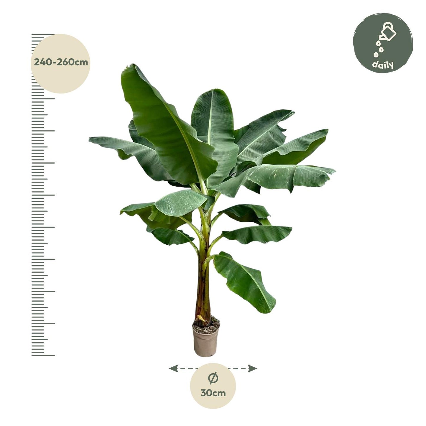 Bananenplant (Musa) - 250 cm - ø30