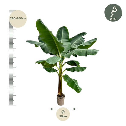 Bananenplant (Musa) - 250 cm - ø30