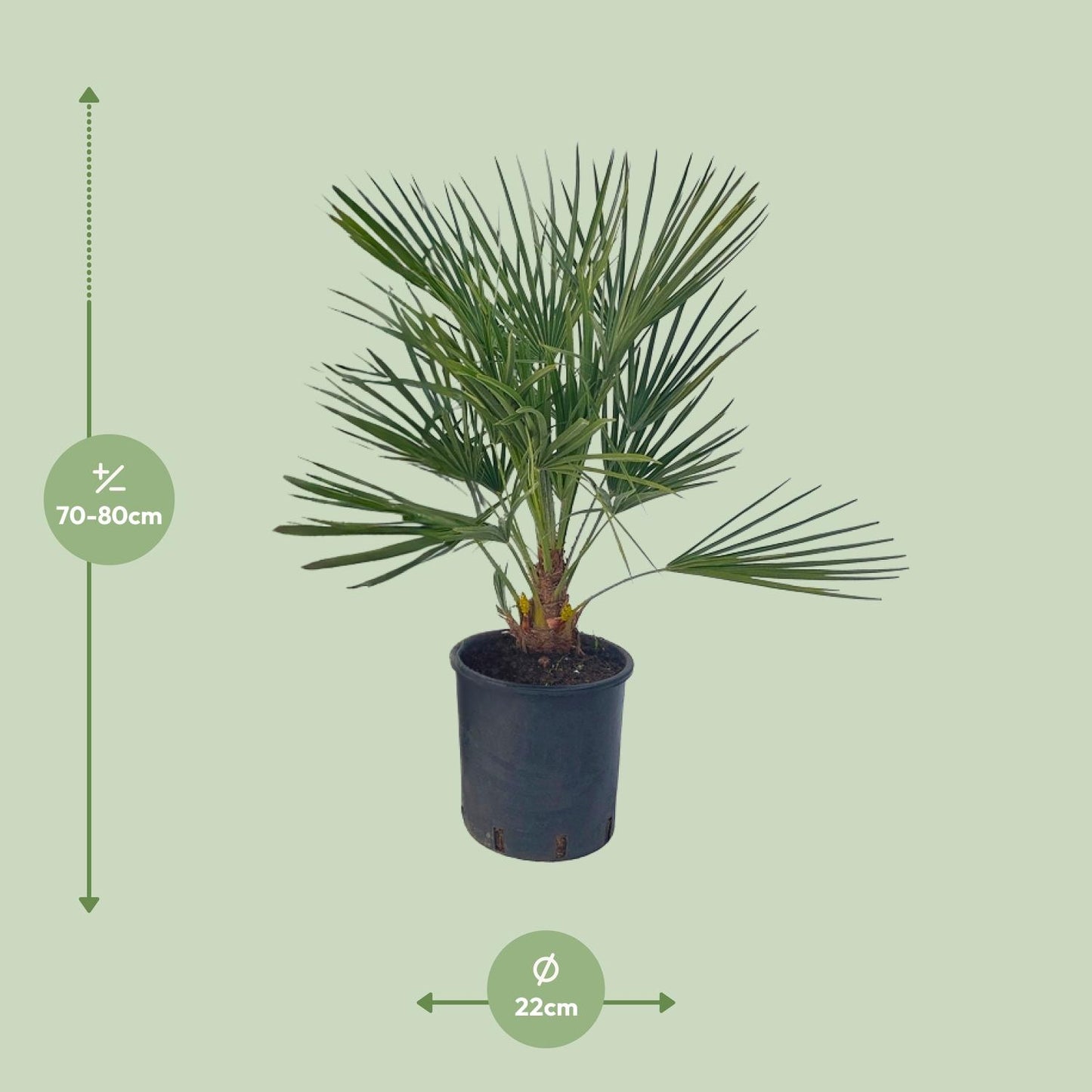 Chamaerops Humilis - Ø22 ↕80