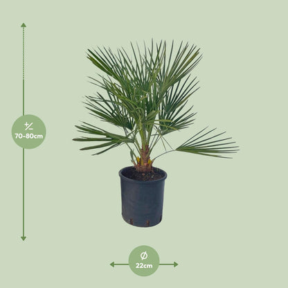Chamaerops Humilis - Ø22 ↕80