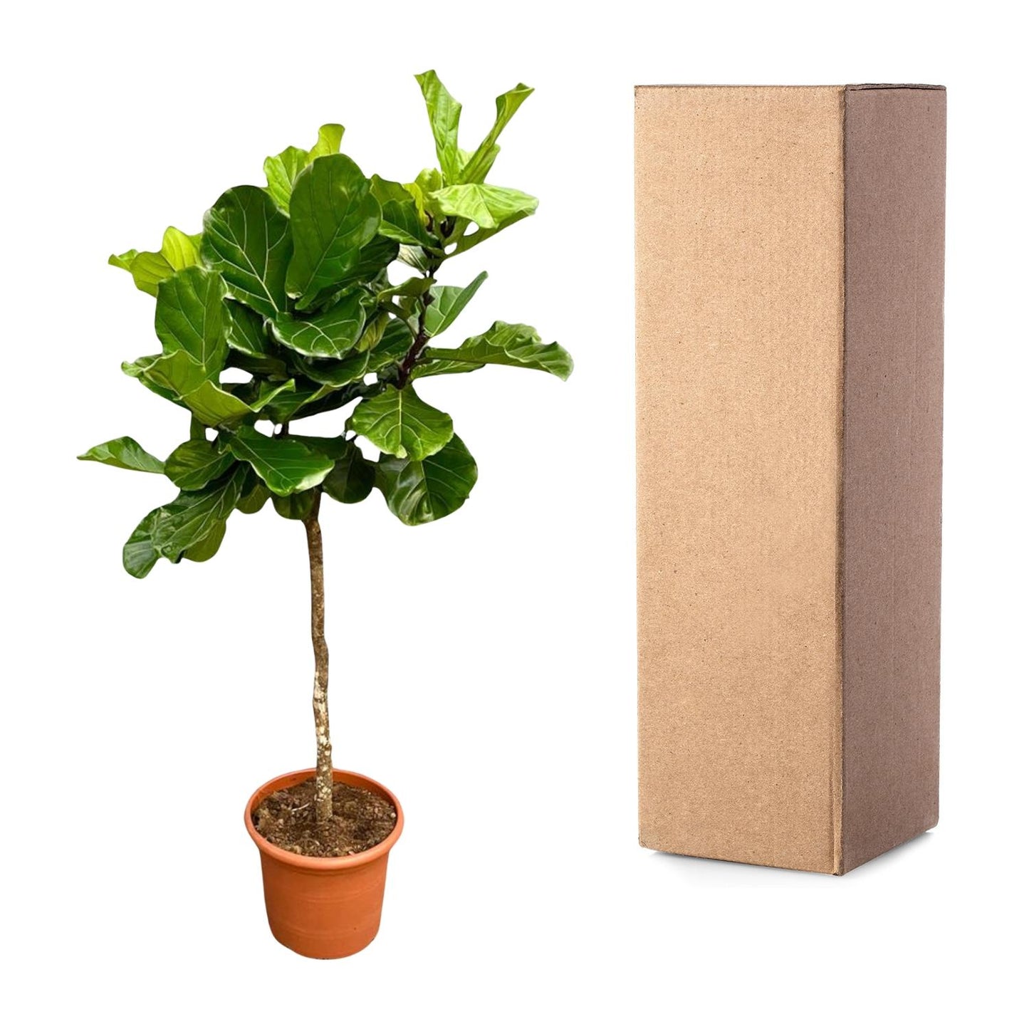 Ficus Lyrata boom XXL - 200 cm - ø40