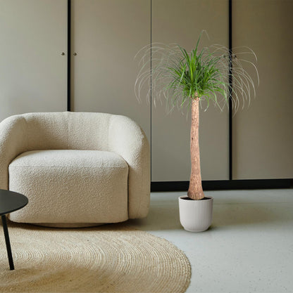 Beaucarnea stam - 120 cm - ø32