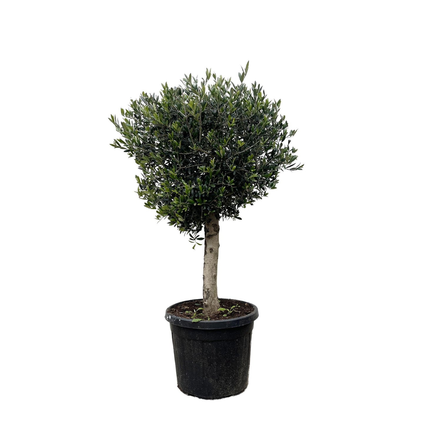 Olea Europaea Lorc - 180cm- Ø50