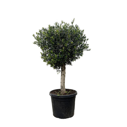 Olea Europaea Lorc - 180cm- Ø50