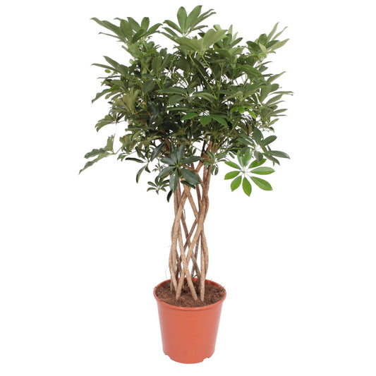 Schefflera Arboricola Compacta gevlochten stam - 130 cm - ø30
