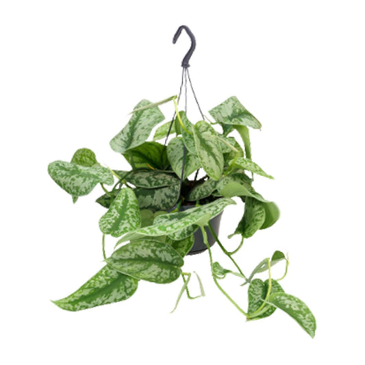 Scindapsus Pictus Trebie - Ø15cm - ↕25cm - Ø15cm - ↕25cm