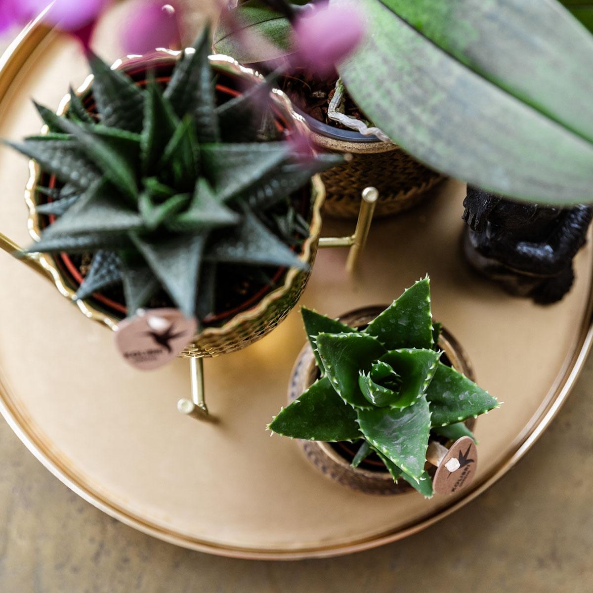 Kolibri Company | Gift set Hotel Chic| Plantenset met paarse Phalaenopsis Orchidee en Succulenten incl. keramieken sierpotten