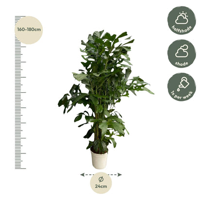 Caryota Mitis - 180 cm - Ø27