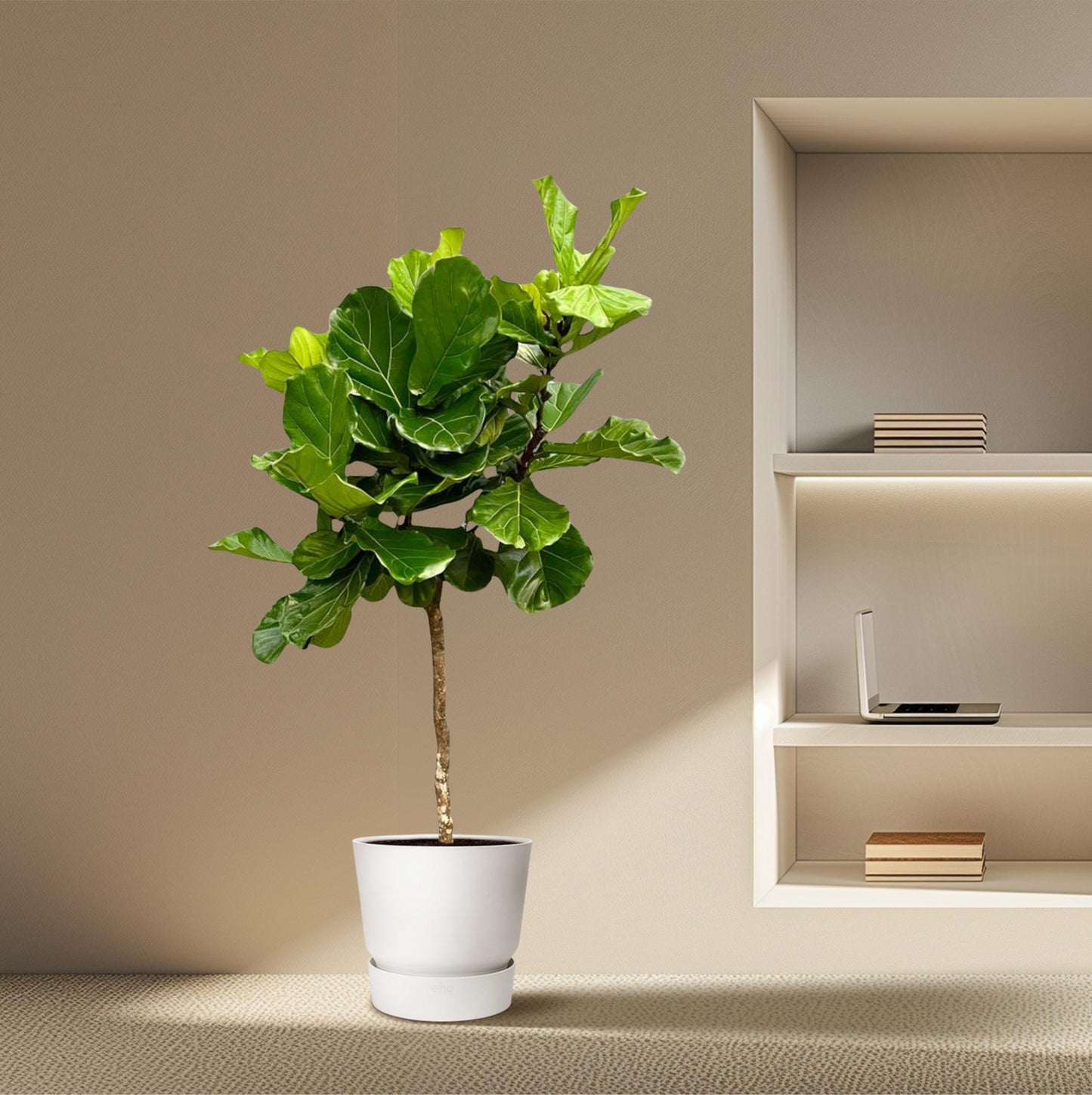 Ficus Lyrata boom XXL - 200 cm - ø40
