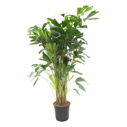 Caryota Mitis - 150 cm - ø24