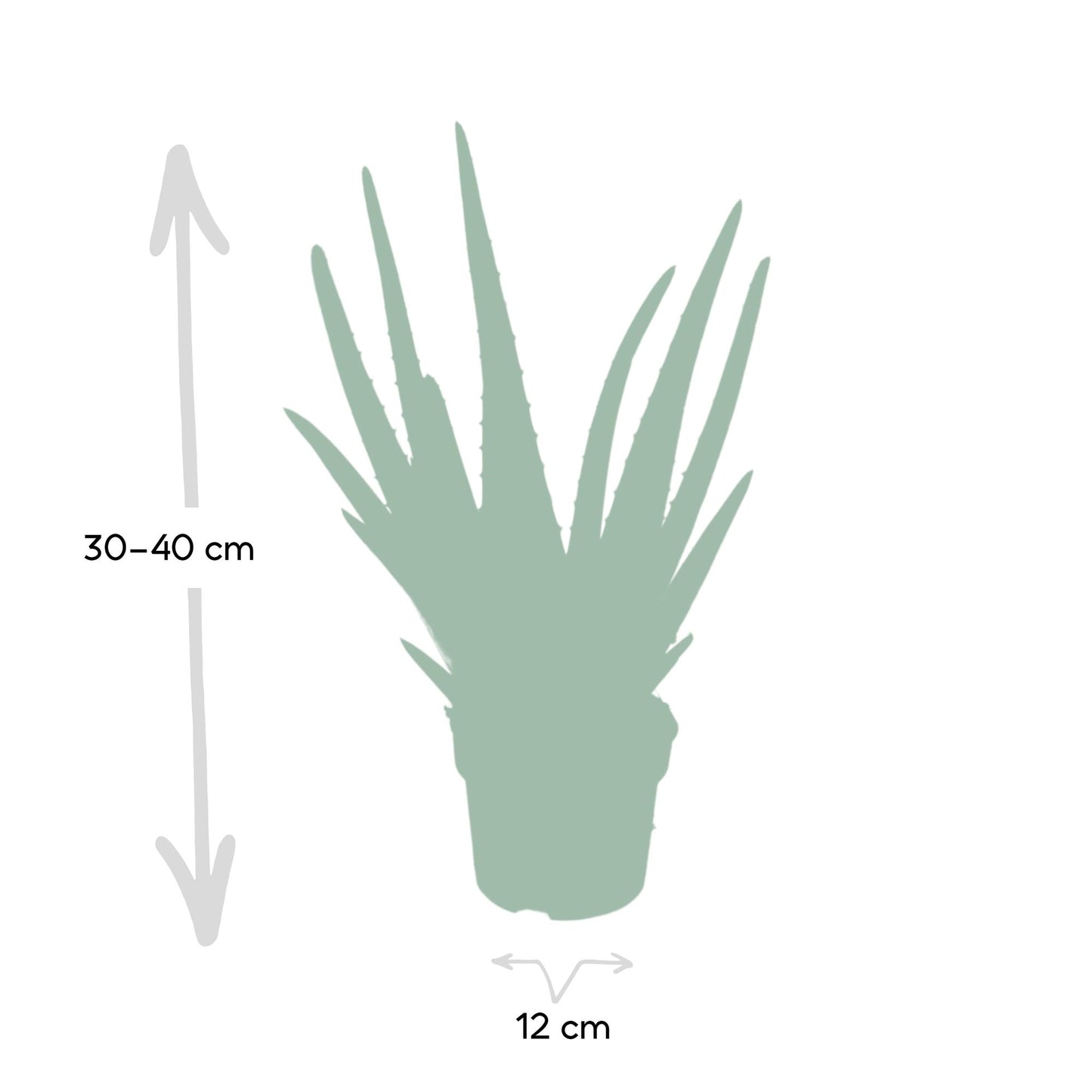 Aloe vera - Ø12cm - ↕40cm - Ø12 - ↨40cm