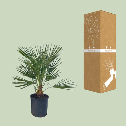 Chamaerops Humilis - Ø22 ↕80