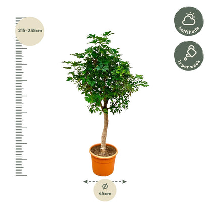 Schefflera op stam - 210cm - ø40