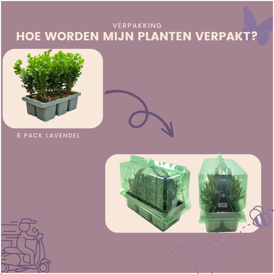 4 x 6-Pack Buxus NewGen Freedom – Winterharde Groenblijvende Struiken 24 x Ø7 cm - ↕15 cm | Compacte Buxus