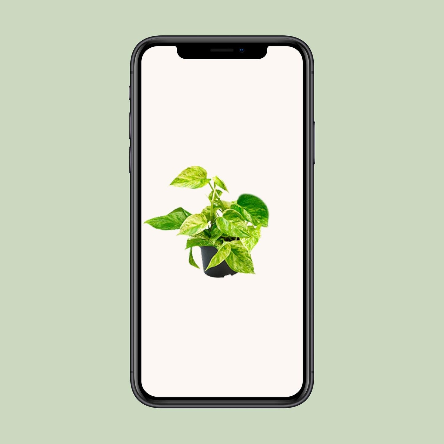 Epipremnum Marble Queen - Scindapsus - Ø15cm - ↕25cm - Ø12 - ↨15cm