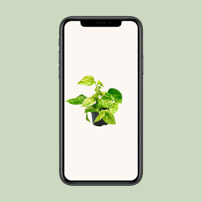 Epipremnum Marble Queen - Scindapsus - Ø15cm - ↕25cm - Ø12 - ↨15cm